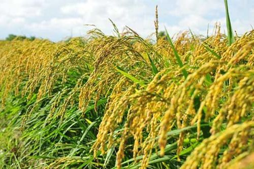 Giàu lên từ cây lúa