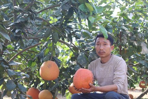 Bưởi tiến vua được 'săn đón' dịp cận Tết, thương lái muốn mua phải chờ cả tháng trời
