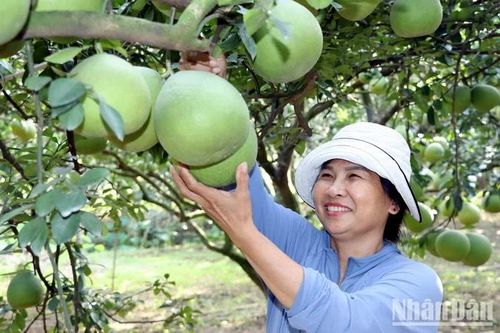 Làng bưởi Tân Triều chuẩn bị vào vụ Tết