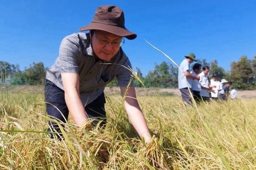 Trồng lúa mùa nổi, nông dân Long An bán giá cao vẫn đắt hàng
