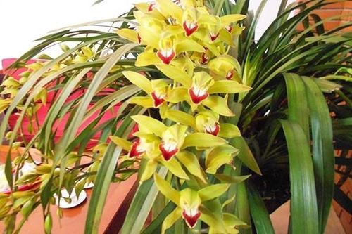 Ngắm lan Trần Mộng Sa Pa trăm triệu phục vụ đại gia chơi Tết