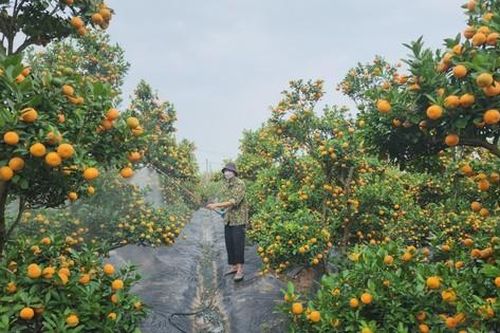 Làng quất Tứ Liên vào vụ Tết, có chậu giá hàng trăm triệu đồng