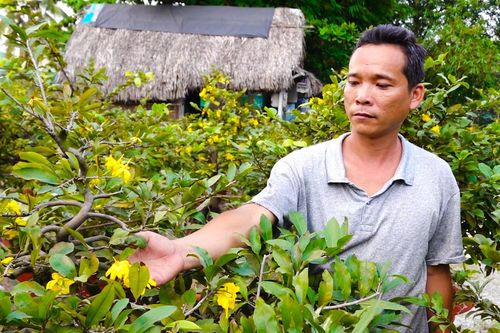 TP.HCM: Mai vàng bung nụ sớm, chủ vườn 'đau đầu' tìm cách đối phó