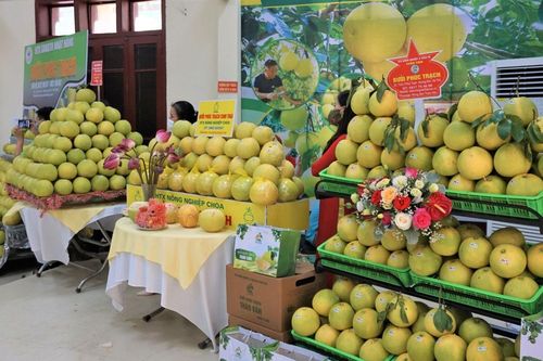 Chung tay tiêu thụ nông sản cho nông dân Hà Tĩnh