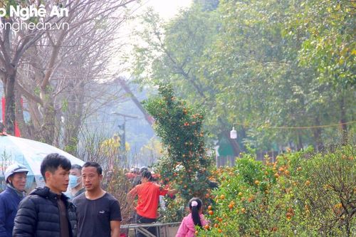 TP. Vinh cho phép kinh doanh hoa, cây cảnh Tết tại 8 khu vực