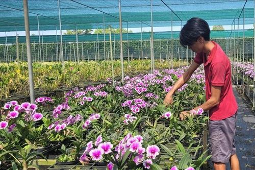 Sức mua ảm đạm tại nhiều nhà vườn trồng lan