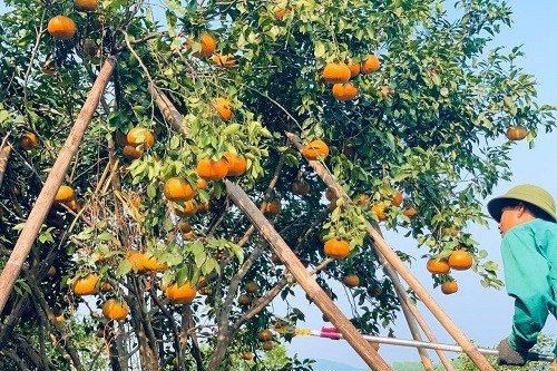 Đặc sản cam chanh, cam bù Hà Tĩnh rộn ràng chờ Tết
