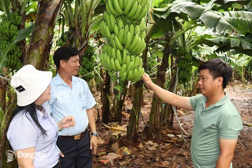 Giải cứu chuối hay giải cứu tư duy cho nông dân?