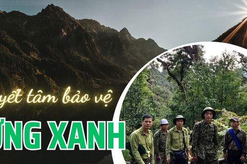 Quyết tâm bảo vệ rừng xanh