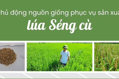 Chủ động nguồn giống phục vụ sản xuất lúa Séng cù