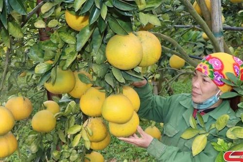 Nông dân Yên Châu chuẩn bị trái cây phục vụ Tết Nguyên đán