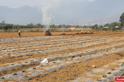 Đẩy mạnh ứng dụng khoa học kỹ thuật sản xuất nông nghiệp
