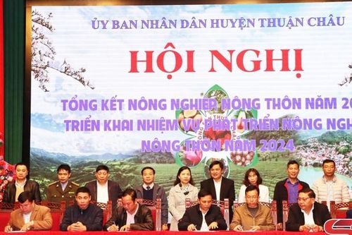 Thuận Châu tiếp tục thực hiện tái cơ cấu ngành nông nghiệp