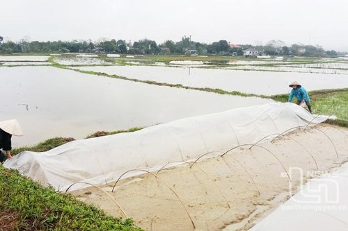 Nhân rộng mô hình lúa gạo chất lượng cao