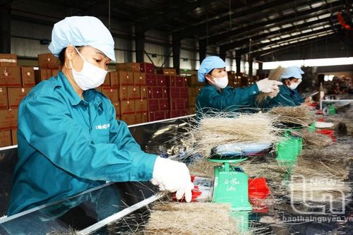 Cận Tết, làng nghề, hợp tác xã 'vào guồng'