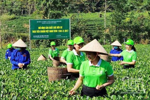 Đẩy mạnh ứng dụng khoa học công nghệ: Chắp cánh cho chè Thái Nguyên 'bay' xa