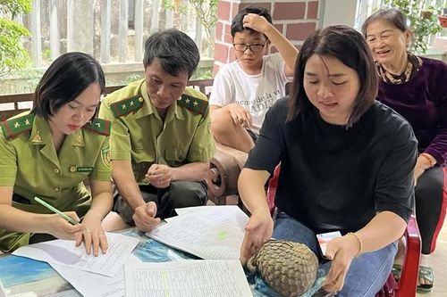 Tiếp nhận một cá thể tê tê quý, hiếm