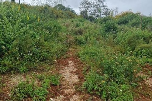 Điều tra dấu hiệu làm giả giấy tờ để mở đường ở Đà Lạt