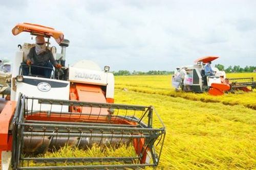 Xây dựng 21 vùng sản xuất lúa Japonica, lúa chất lượng cao