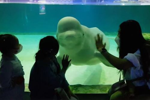 Câu chuyện về 'cô cá voi cô đơn nhất Hàn Quốc': Đau lòng nhìn đồng loại lần lượt ra đi trong suốt một thập kỷ bị giam cầm