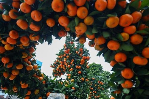 Quất cảnh dáng rồng 'du ngoạn' phố phường Hà Nội, báo hiệu Tết đang đến gần