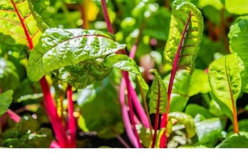 Loại rau ở Việt Nam đứng thứ 3 trong danh sách rau giàu dinh dưỡng nhất được CDC Mỹ công bố