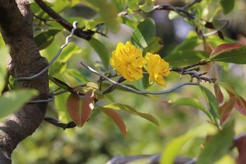 Làng mai Thủ Đức tất bật xuống lá, tỉa cành đón Tết