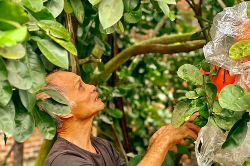 Bưởi quý làng Lâm 'cháy' hàng dịp cận Tết