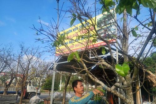 Nghề cắt tỉa, làm đẹp cho cây cảnh bội thu ngày giáp Tết