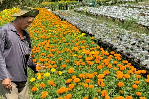 Cần Thơ miễn tiền thuê mặt bằng cho tiểu thương tham gia chợ hoa