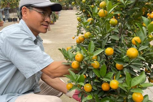 Các chủ vườn đào, quất mong chờ một mùa vụ bội thu