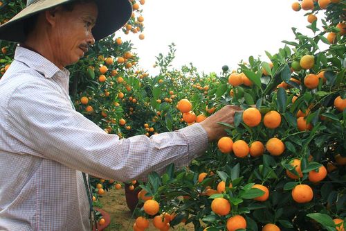 Quất cảnh Hội An vào vụ Tết