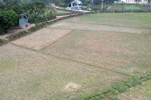 Mất không công làm đất vì dự án dừng đột ngột