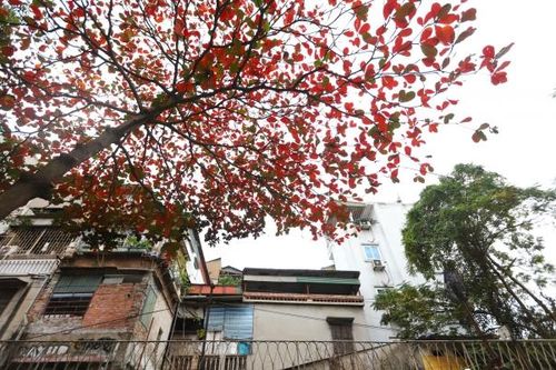 Hà Nội đẹp nên thơ dưới sắc đỏ của lá bàng