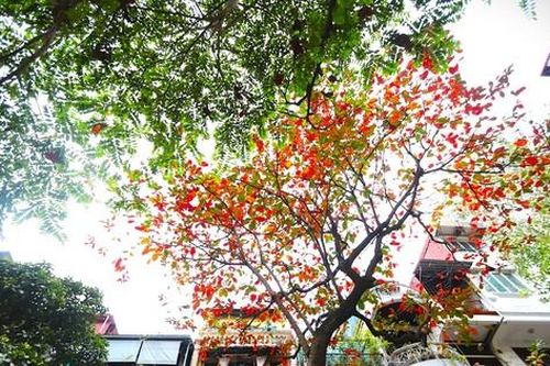 Hà Nội rực đỏ mùa bàng thay lá