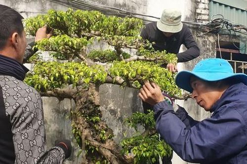 Ở nơi làm không hết việc, kiếm tiền dễ như nông dân