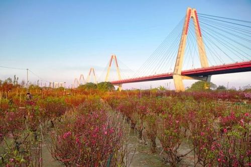 Lễ hội hoa đào, quất cảnh Xuân Giáp Thìn 2024