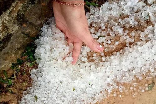 Lai Châu: Mưa đá xuất hiện gây thiệt hại hoa màu