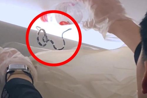 Hành khách phát hiện rắn bò vắt vẻo trong máy bay, tá hỏa nhảy khỏi ghế