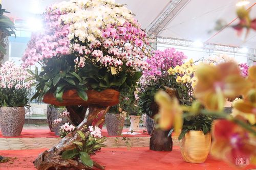 Những chậu lan hồ điệp 'khủng', giá cả trăm triệu đồng ở Hà Tĩnh