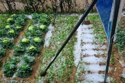 Lai Châu: Mưa đá xuất hiện sớm tại xã Thu Lũm, thiệt hại một số hoa màu