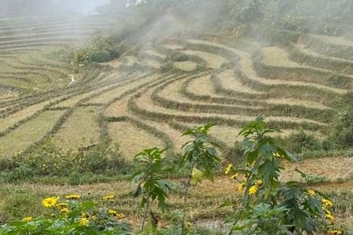 Sin Suối Hồ mùa hoa dã quỳ