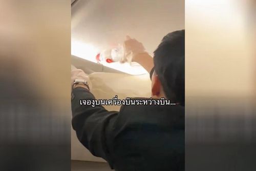 Hành khách trên chuyến bay của Air Asia hoảng loạn vì sự xuất hiện của một 'vị khách không mời'