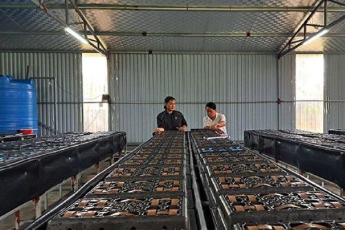 Anh nông dân thu trăm triệu mỗi năm nhờ nuôi con này trong hộp nhựa