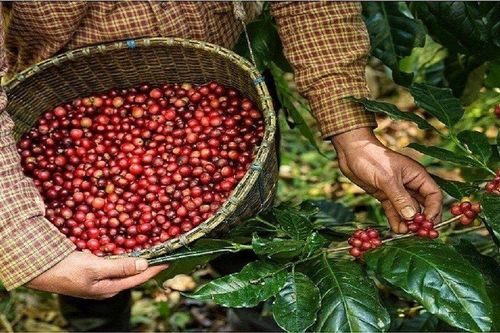 Cà phê PETEC: Nợ vay giảm mạnh, lãi mỏng dính