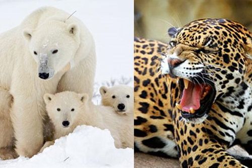 5 loài động vật ăn thịt đồng loại 'không chớp mắt': Con cuối cùng khiến nhiều người ngạc nhiên