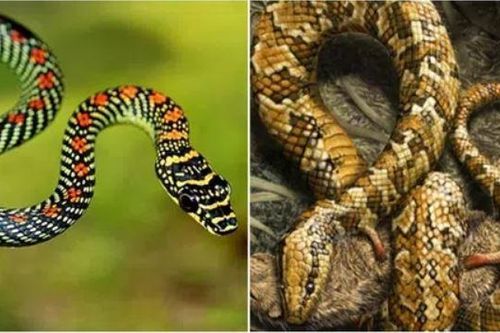 Tại sao tổ tiên của loài rắn lại trải qua 26 lần tiến hóa khó khăn và mất đi đôi chân?