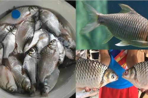 Loài cá Việt Nam suýt bị tuyệt chủng, giờ hồi sinh kỳ diệu, là món đặc sản trị giá hàng triệu đồng