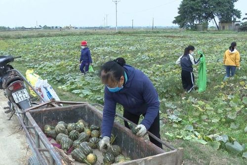 Mượn ruộng trồng cây vụ Đông gây quỹ Hội