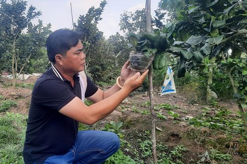 Bưởi tạo hình chưng Tết hút hàng